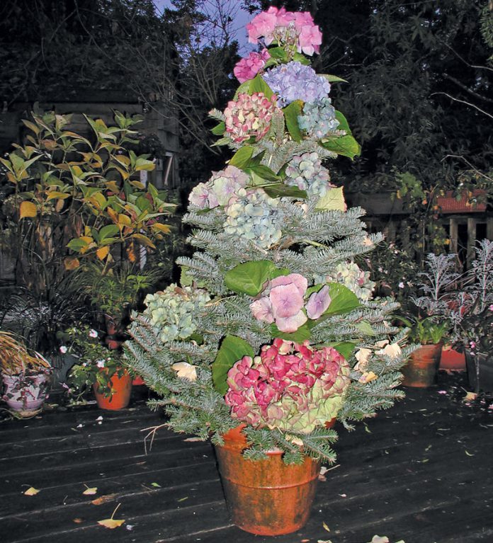 Hydrangea Christmas tree