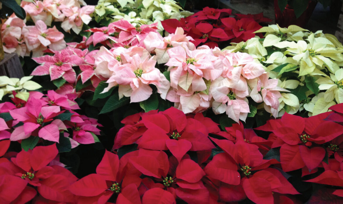 The Mountain Gardener | Beware of Toxic Holiday Plants This Season - Press Banner