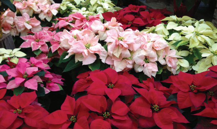 Poinsettia