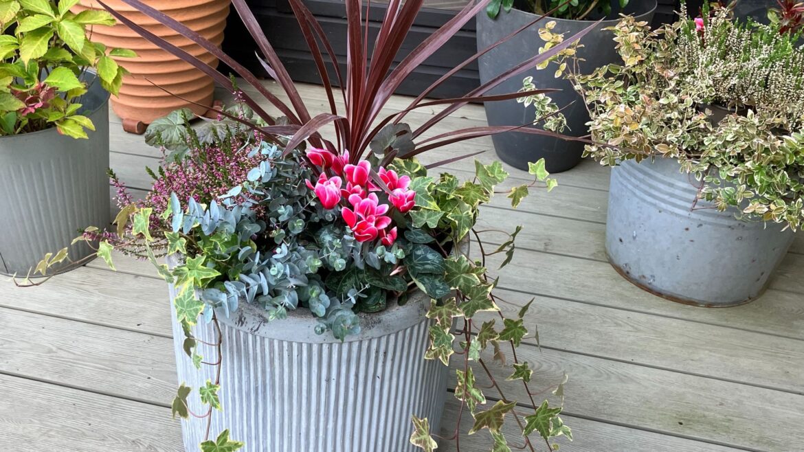 How I'm adding colour to my garden with a winter planter