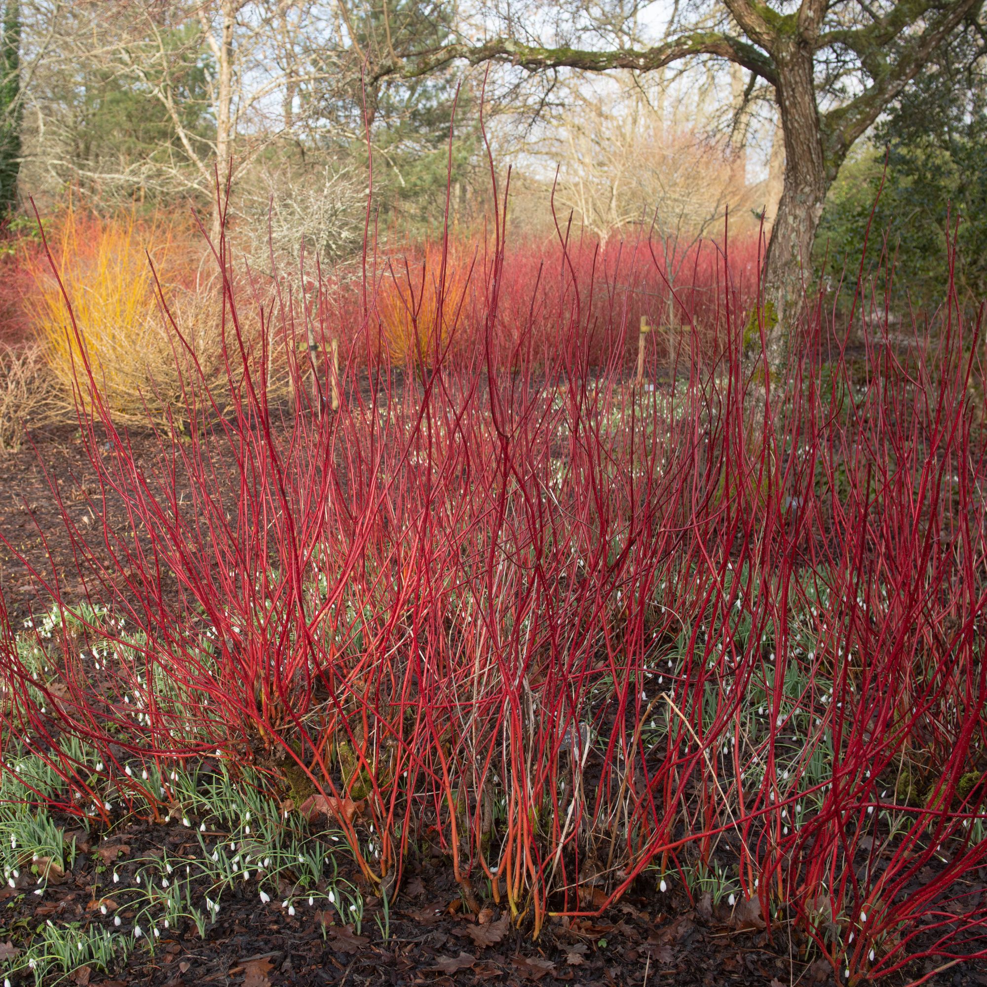 Cornus alba 'Sibirica' or red twig dogwood growing in garden
