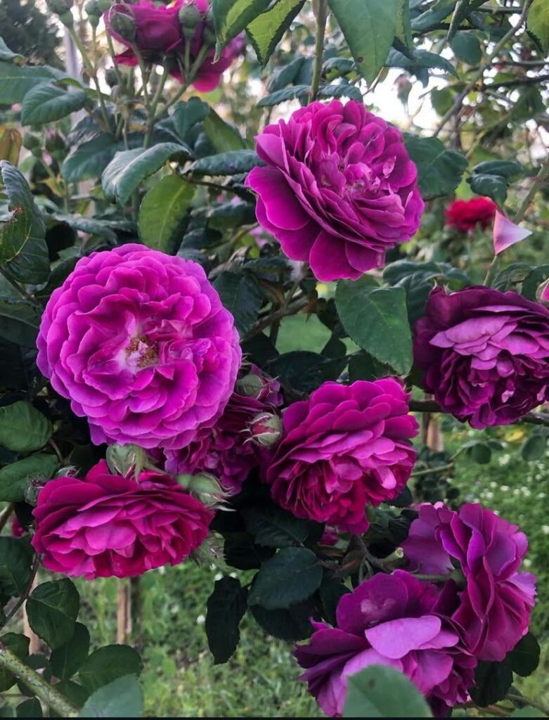 The best shot of these incredible roses