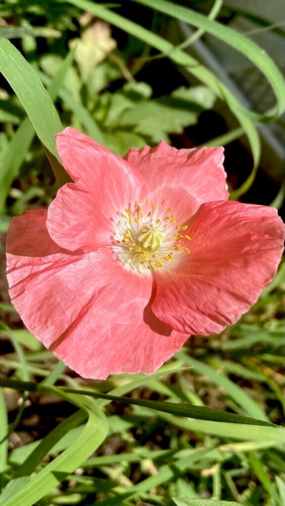 The lone poppy from my wildflower mix 🌸 The lone poppy from my wildflower mix 🌸