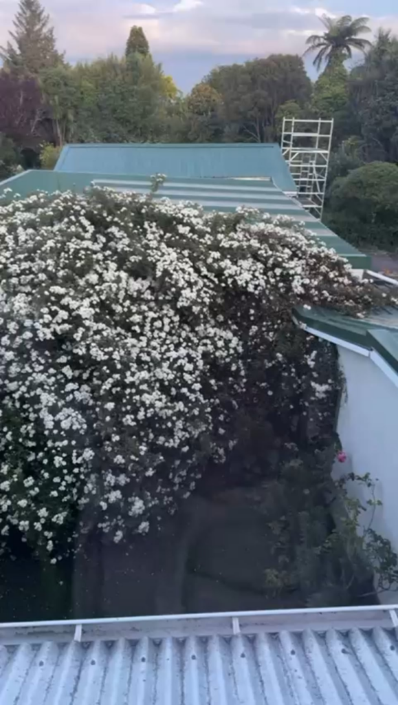 The size of this rose bush at my parents house