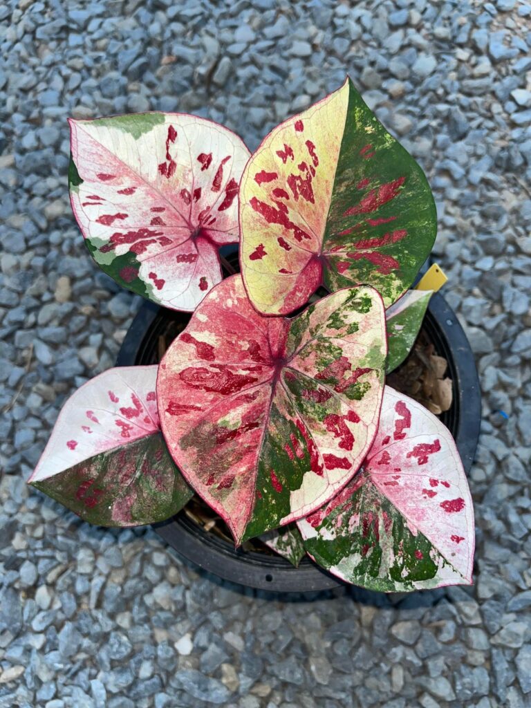 This is caladium from Thailand ❤️🥰 it has no name yet, what should I call it?