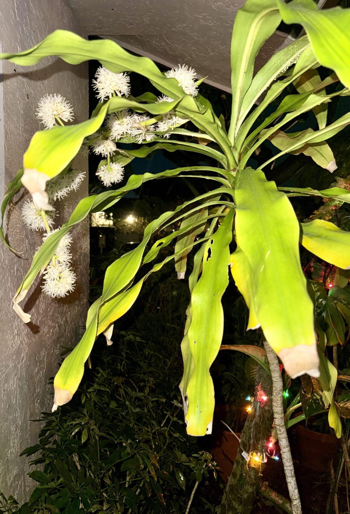 Thought I smelled something really good before entering home, but couldn’t figure out what it was….. first time flowering 🥹