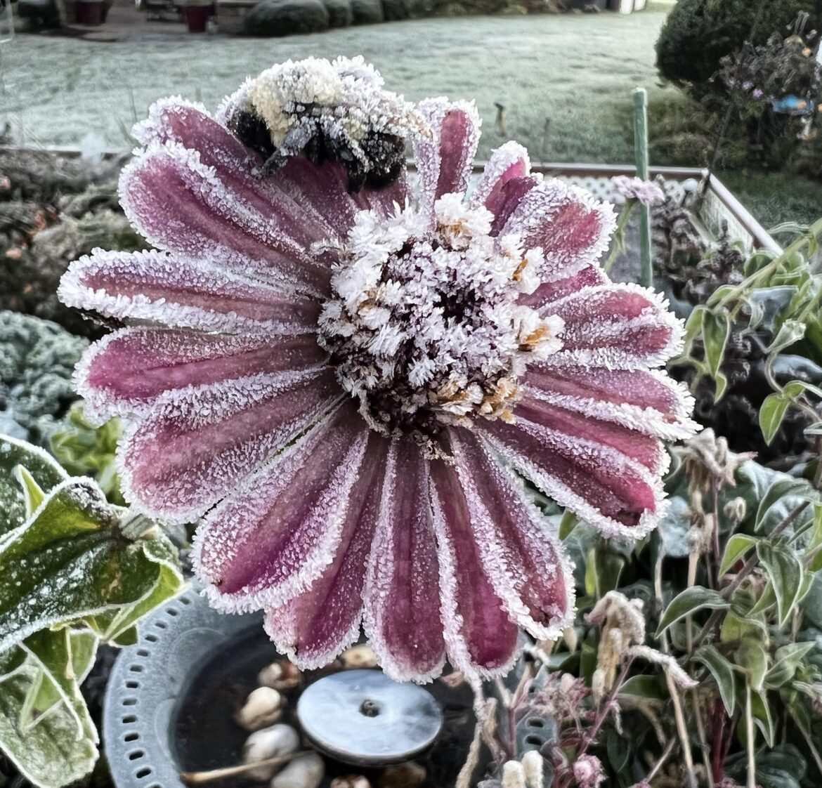 To everything there is a season. I took this pic this morning after our first frost of the season.