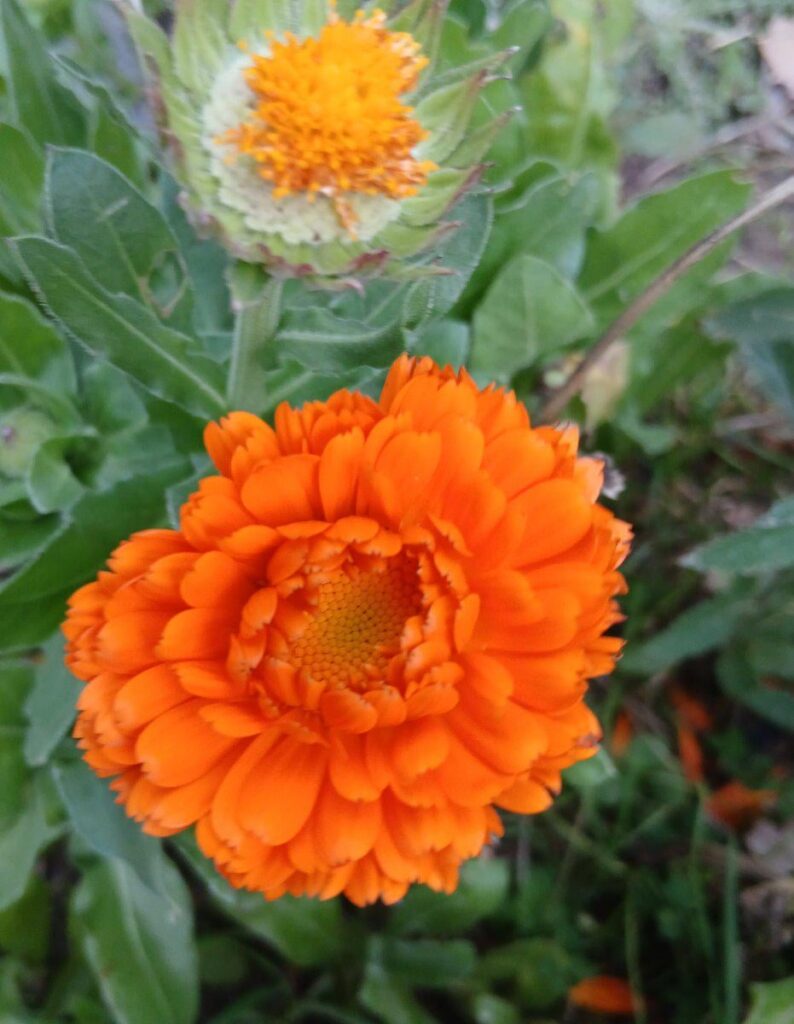 Today is a orange day and its my favorite day