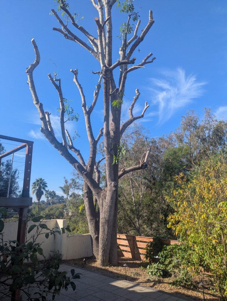 Tree trimmers cut ALL leaves on our ash tree.. terrified it won’t grow back Tree trimmers cut ALL leaves on our ash tree.. terrified it won’t grow back