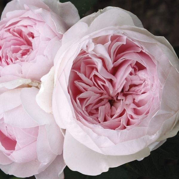 Earth Angel&trade; Parfuma&reg; Floribunda Rose - #3 Container