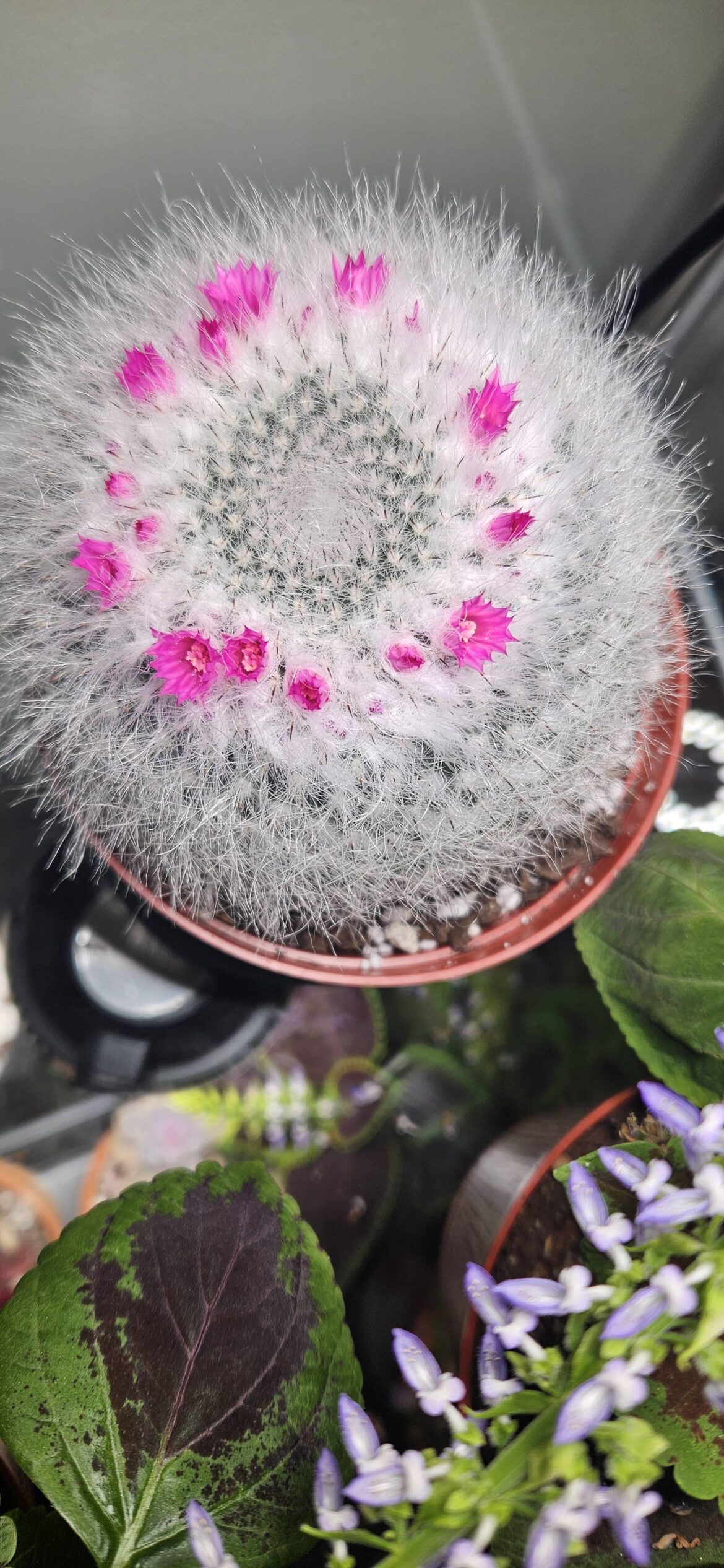 Do these normally bloom in the winter? So pretty!