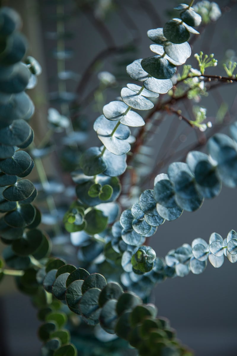 The many charms of Eucalyptus are obvious, from the slightly minty, almost camphorous smell of the silver-grey foliage and its lush growth habit to its ability to mingle well in any arrangement. Photograph: Getty