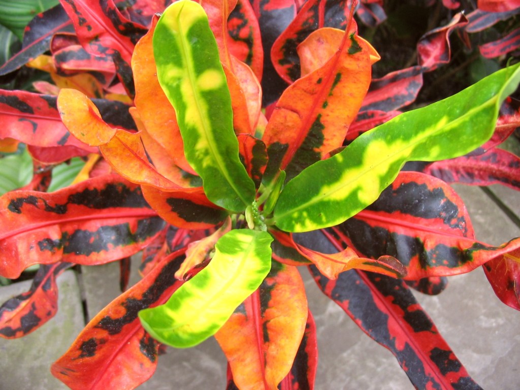 How do I care for a croton plant? – Baltimore Sun How do I care for a croton plant? – Baltimore Sun