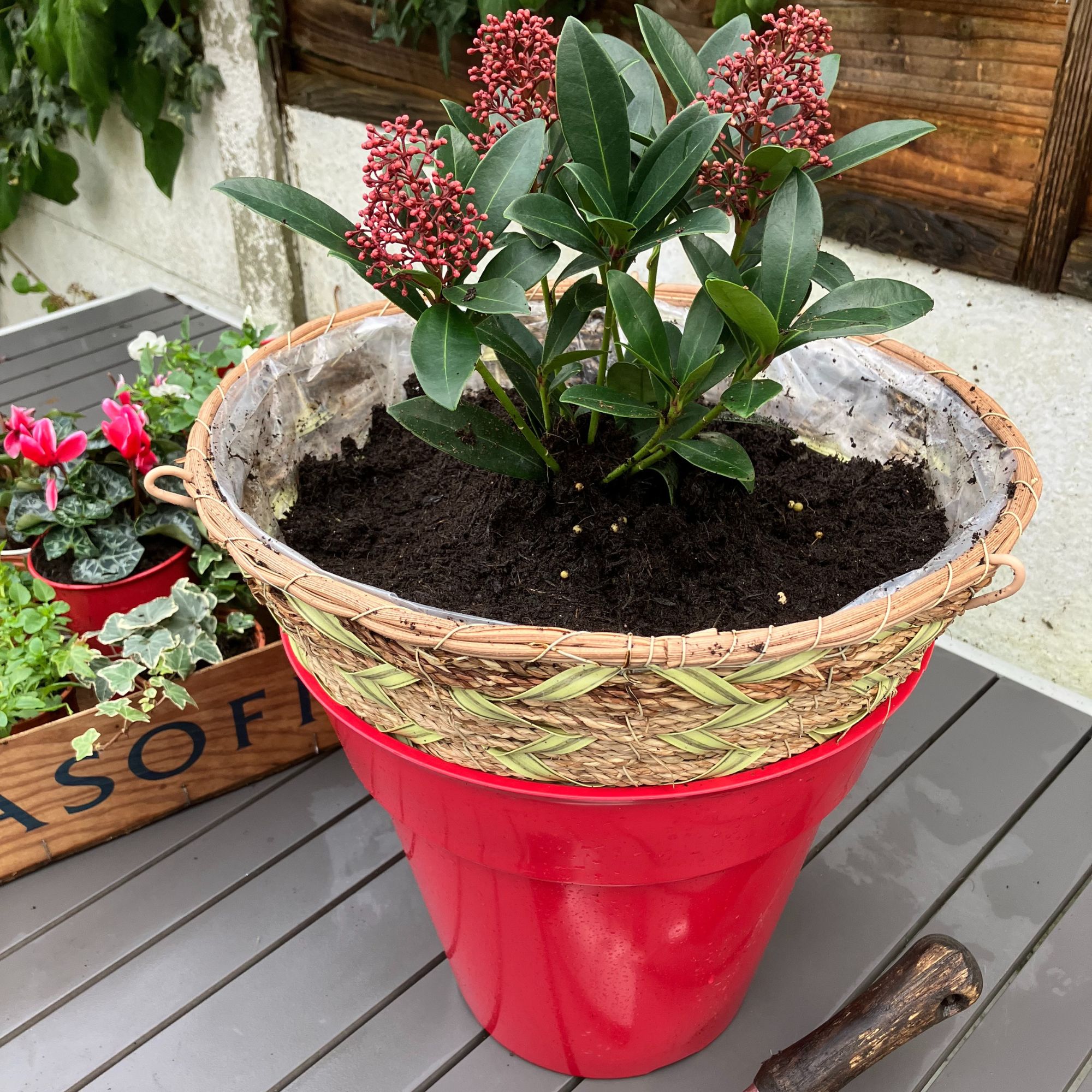 winter hanging basket planting up