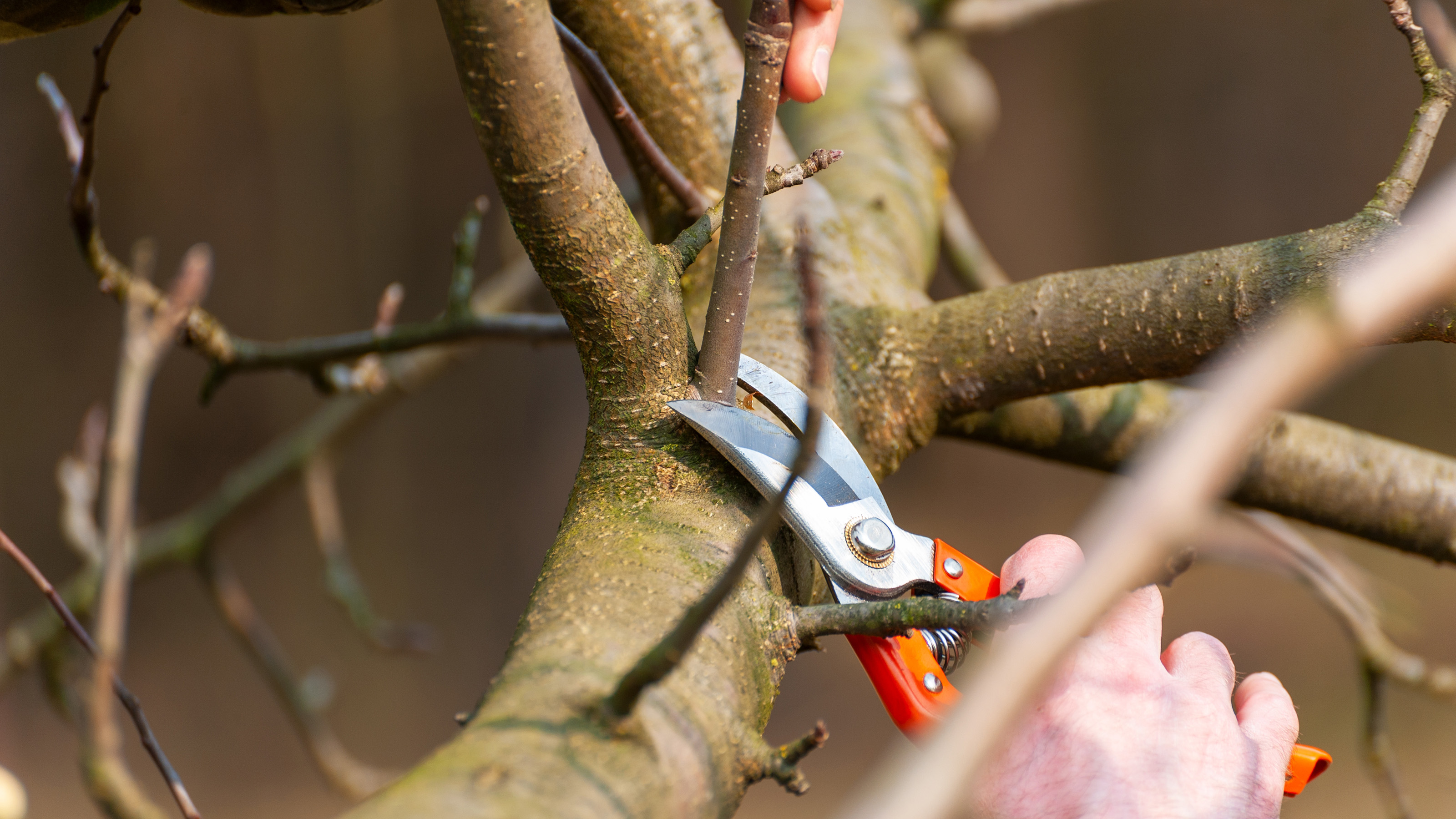 Pruning a tree with pruning shears