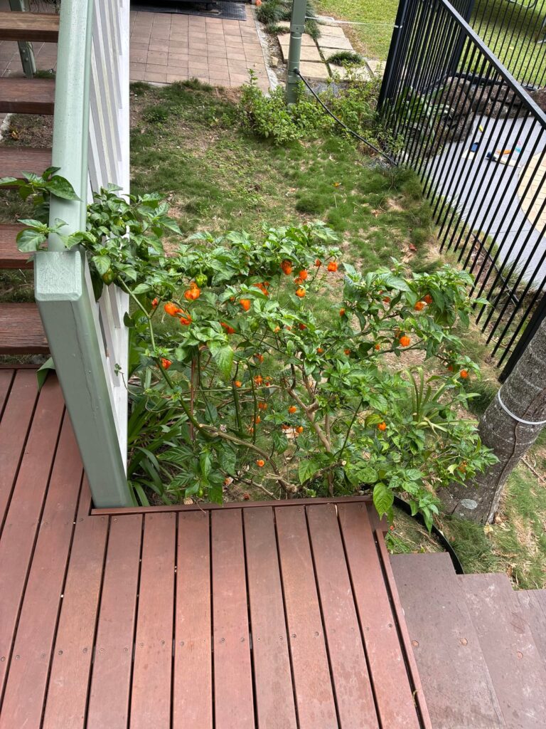 Update on my 2.5 year old Habanero!