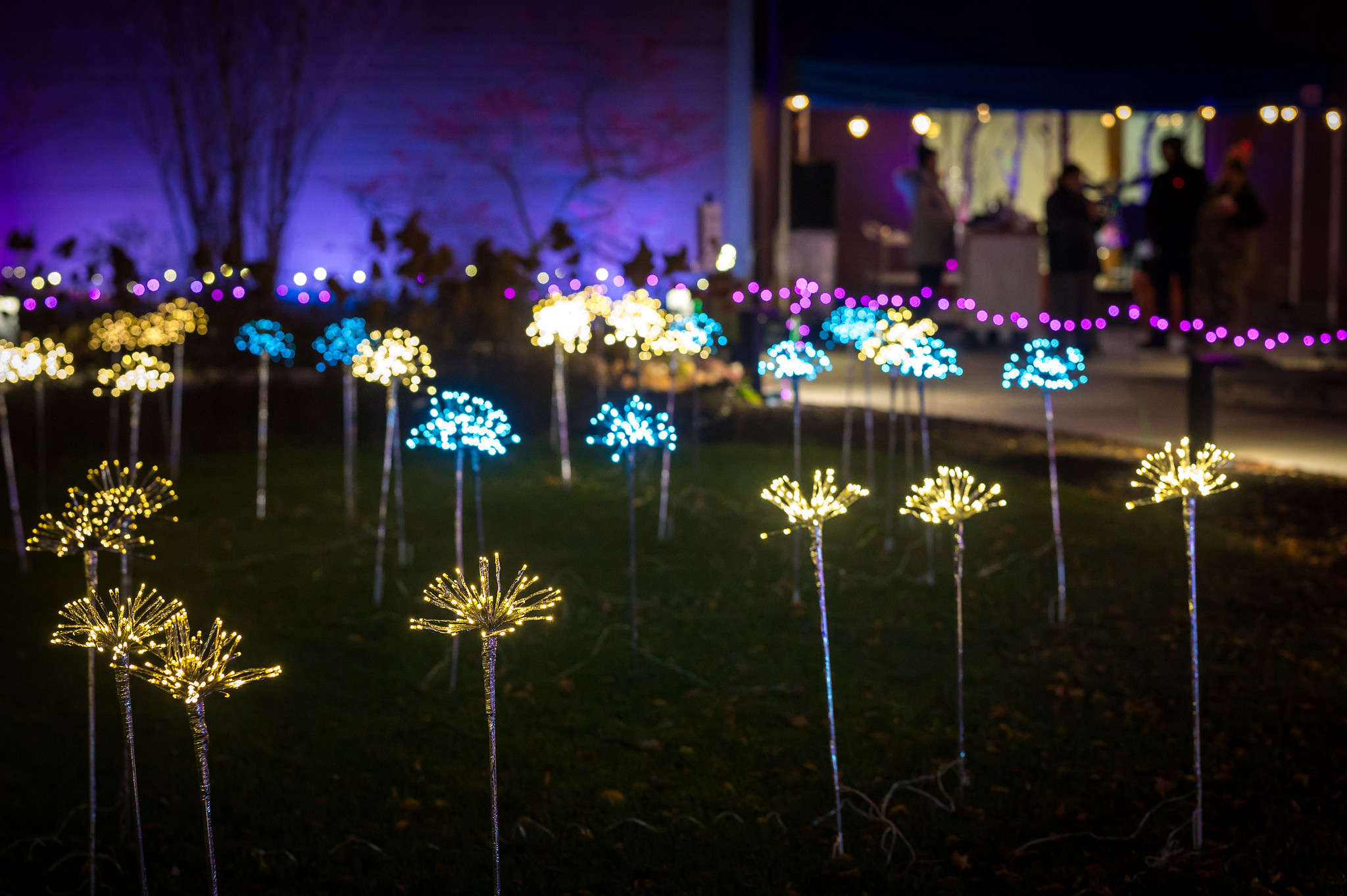 The New England Botanical Garden at Tower Hill's 2025 "Night Lights" holiday lights display will illuminate Boylston daily through Jan. 4, 2026.