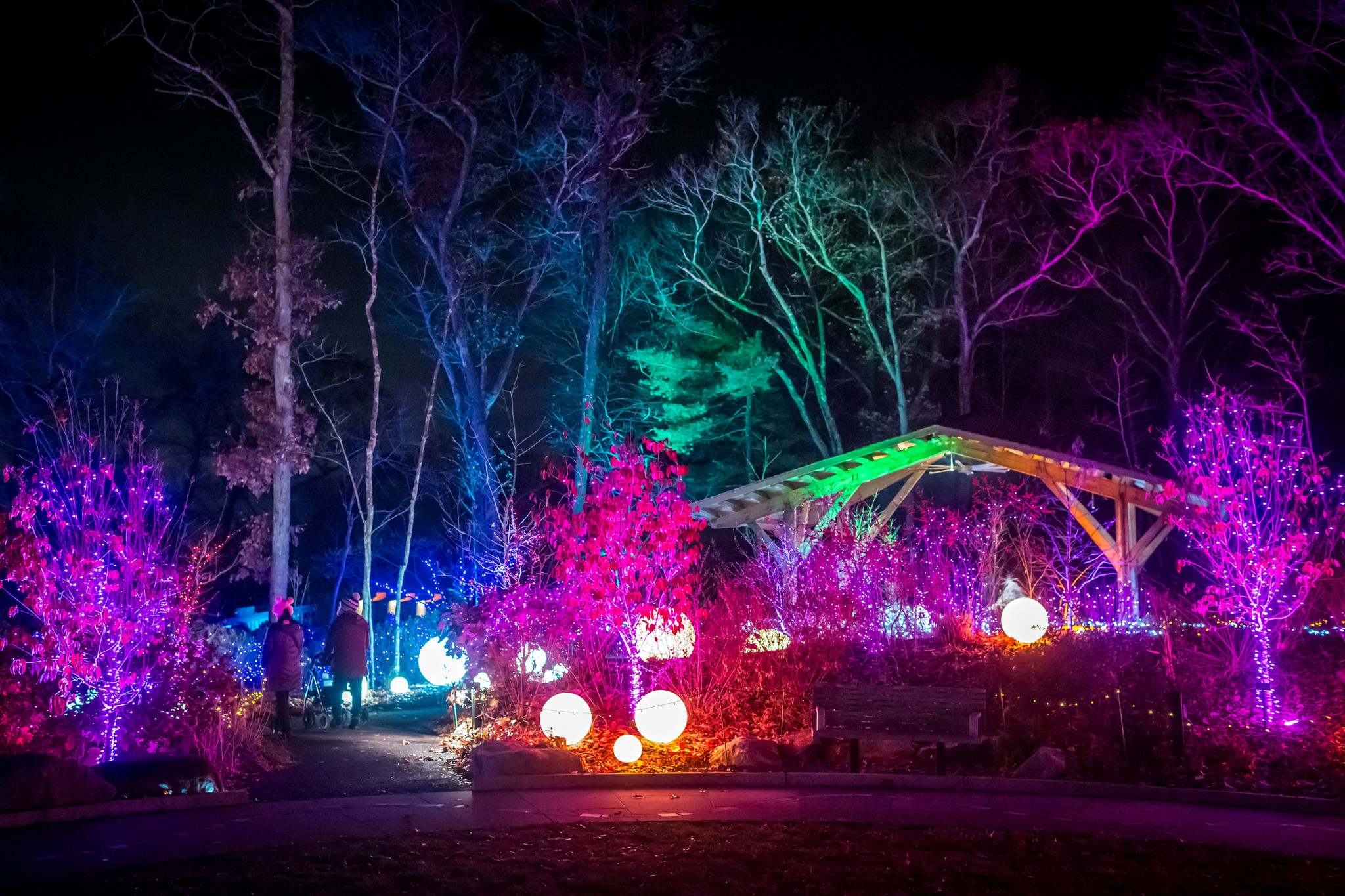 The New England Botanical Garden at Tower Hill's 2025 "Night Lights" holiday lights display will illuminate Boylston daily through Jan. 4, 2026.