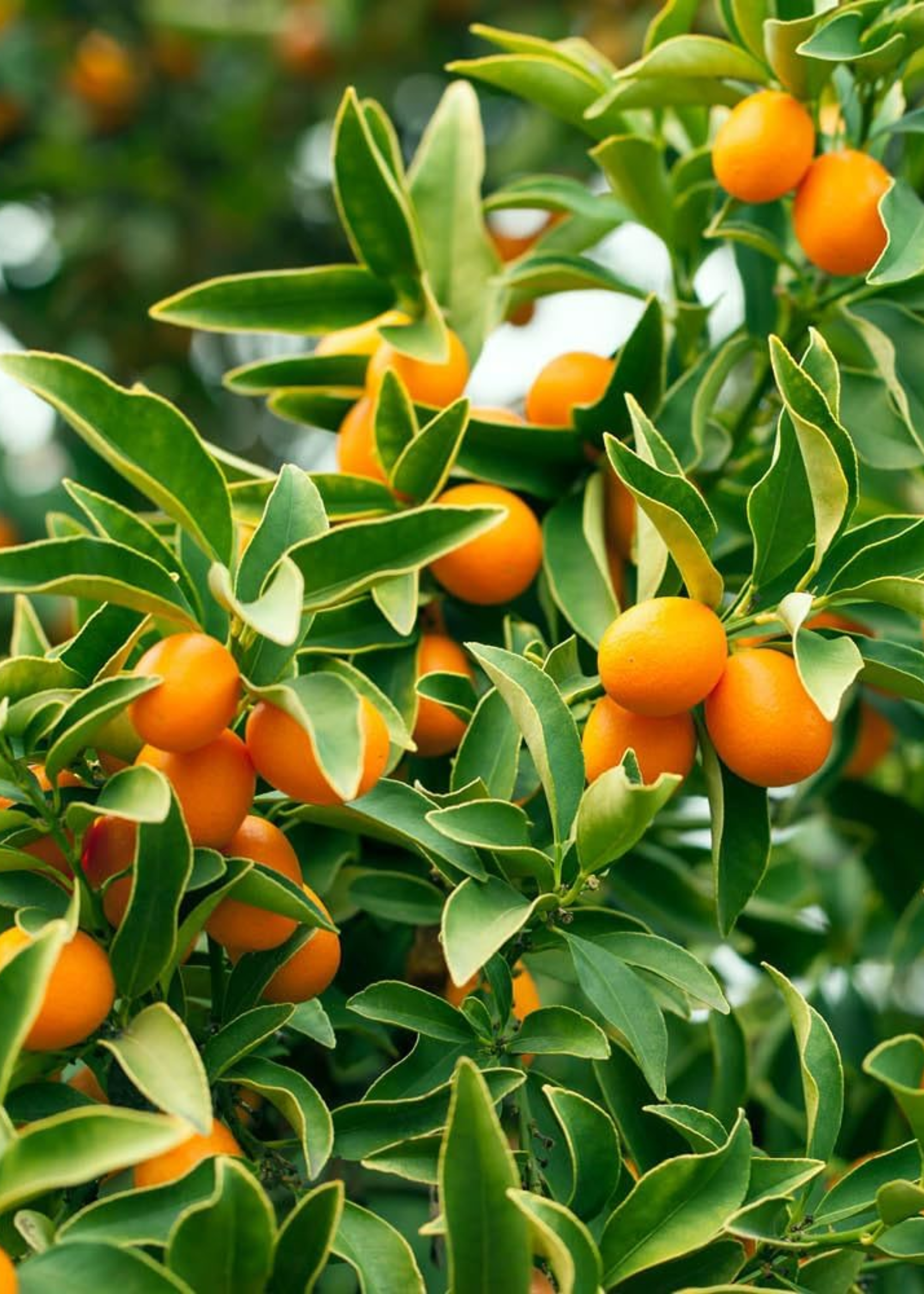 A close-up of a kumquat tree