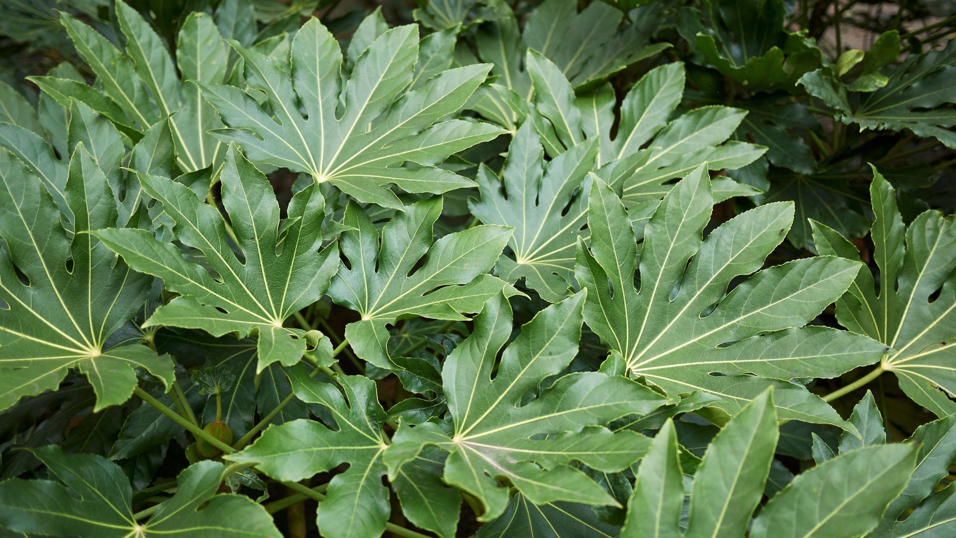 fatsia japonica in garden