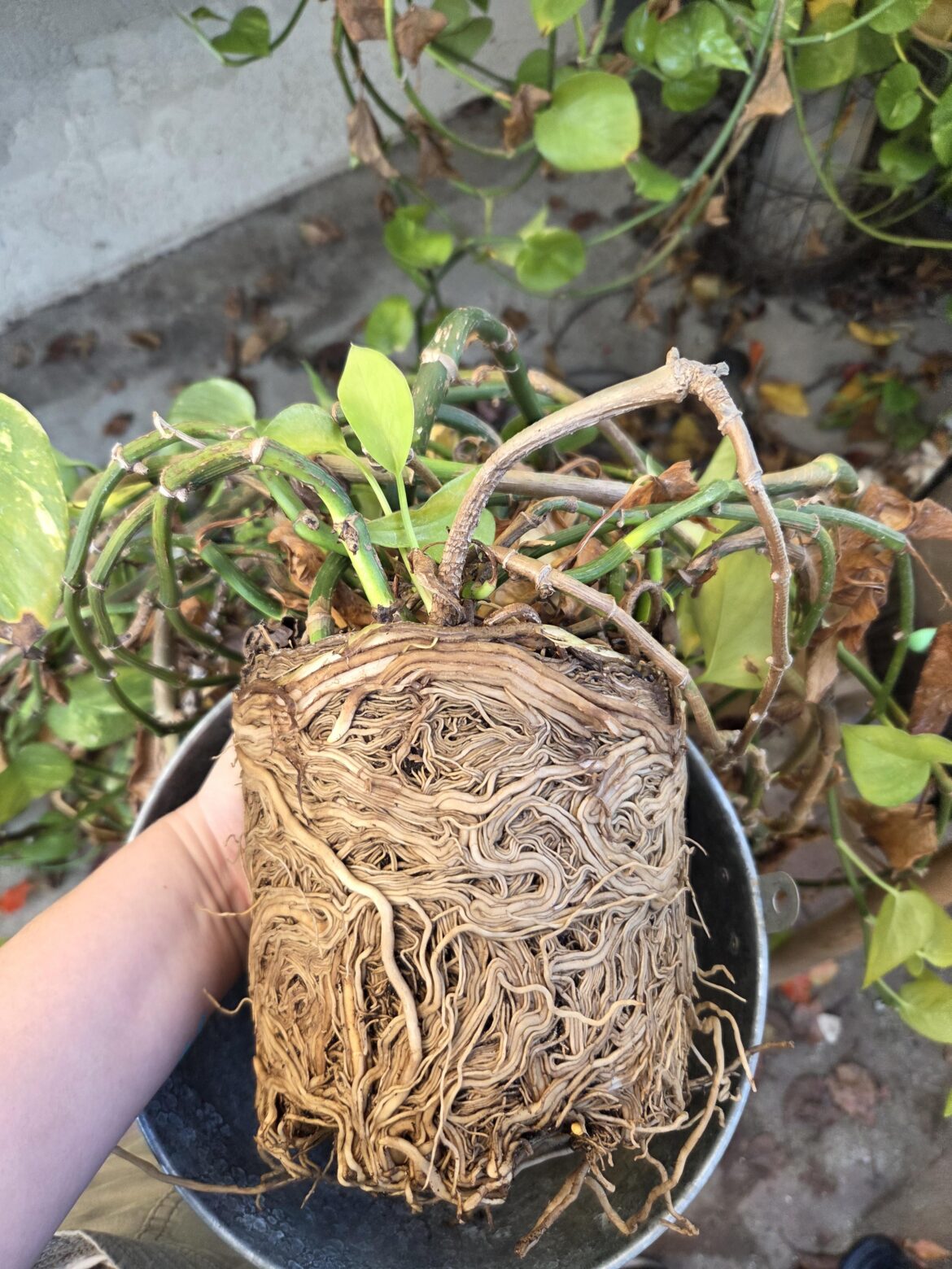 Very root bound!