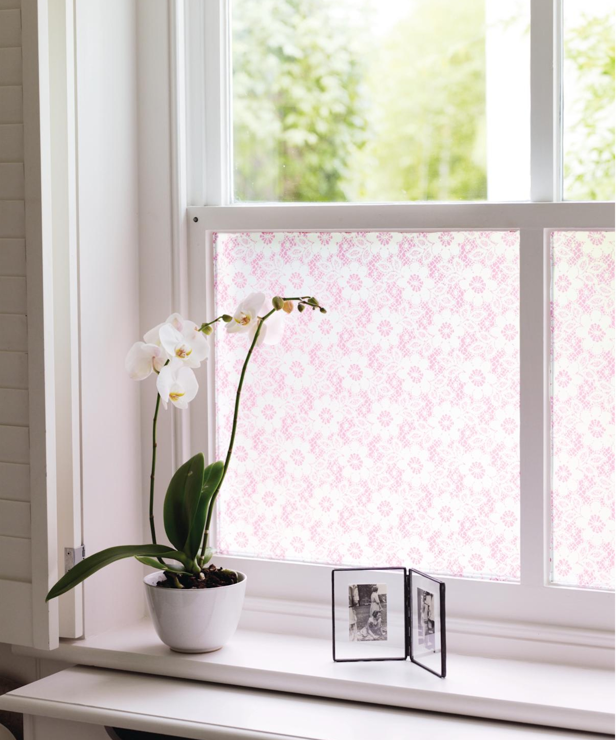 Orchid on windowsill