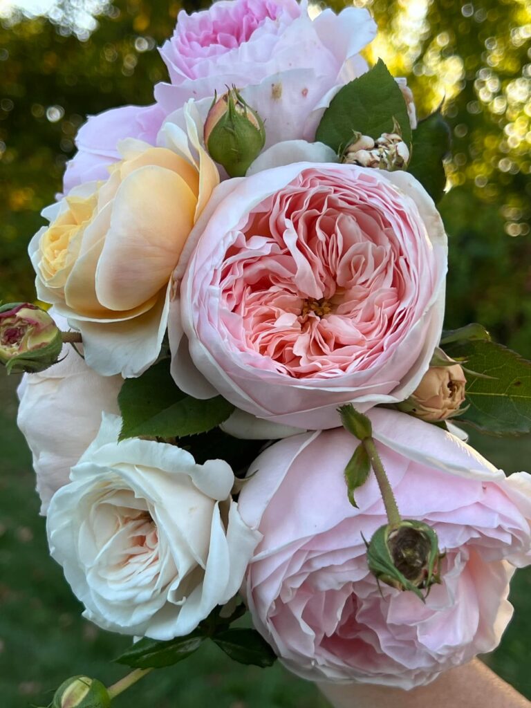 Was scrolling through my summer photos. Here’s some roses I picked for a bouquet ✨