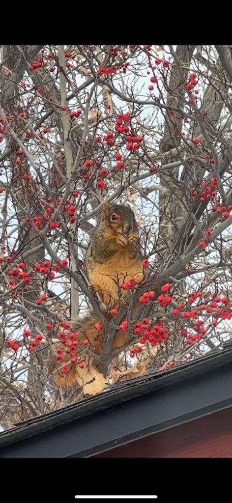 We almost cut down our dogwood tree when we first moved into our house because it was a little scruffy/ugly but every single winter it feeds seemingly every bird and squirrel in a 5 mile radius and makes me so glad that we left it up!