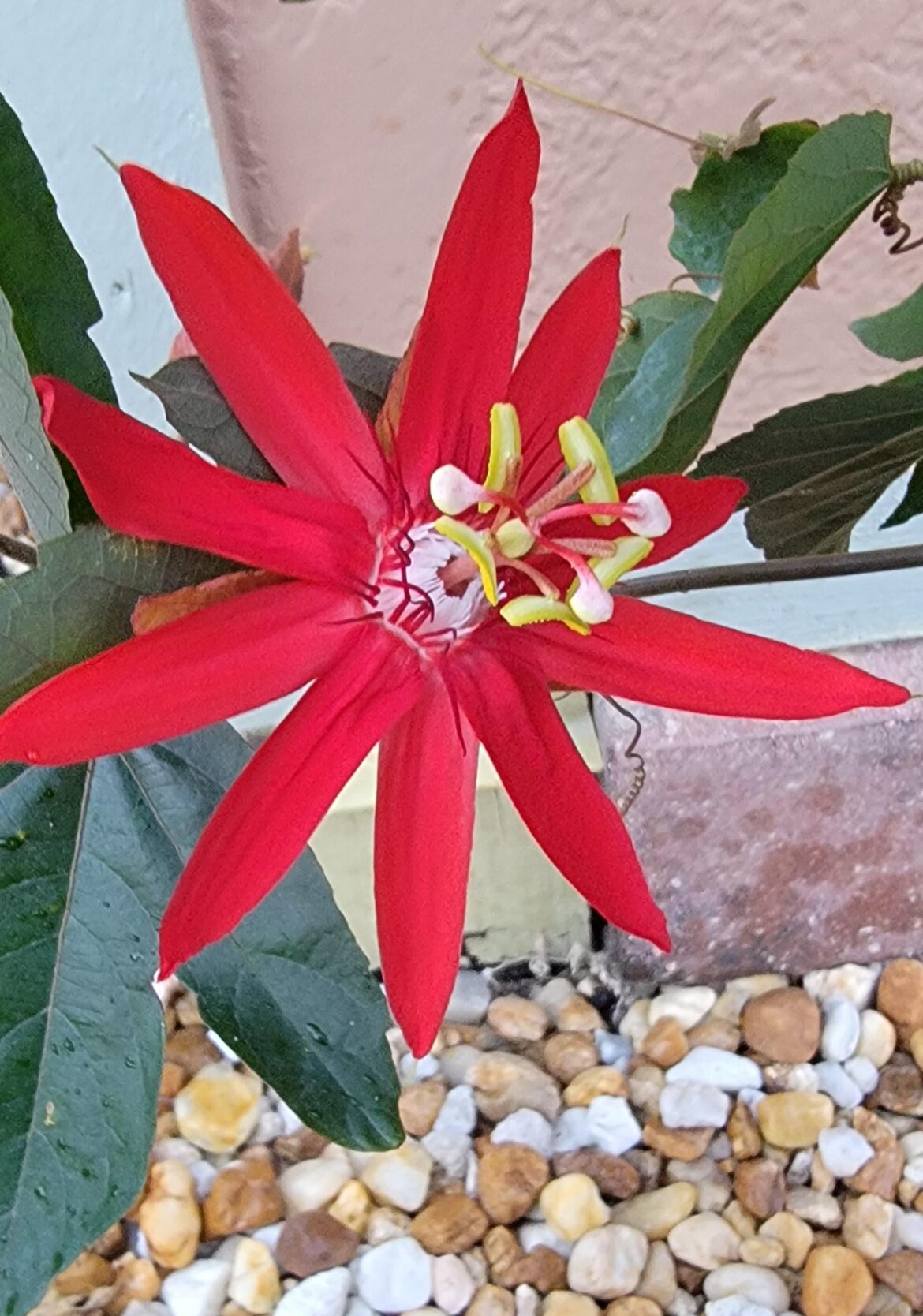 Well, that's irritating! I specifically bought a labeled "Passiflora Incarnata, purple flowers" as a host and nectar for SW Florida butterflies. At least I didn't put it in the ground yet.