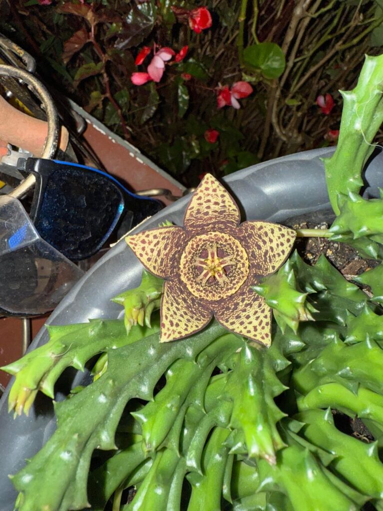 What type of plant is this. It just bloomed and gives me Stranger Things vibes.