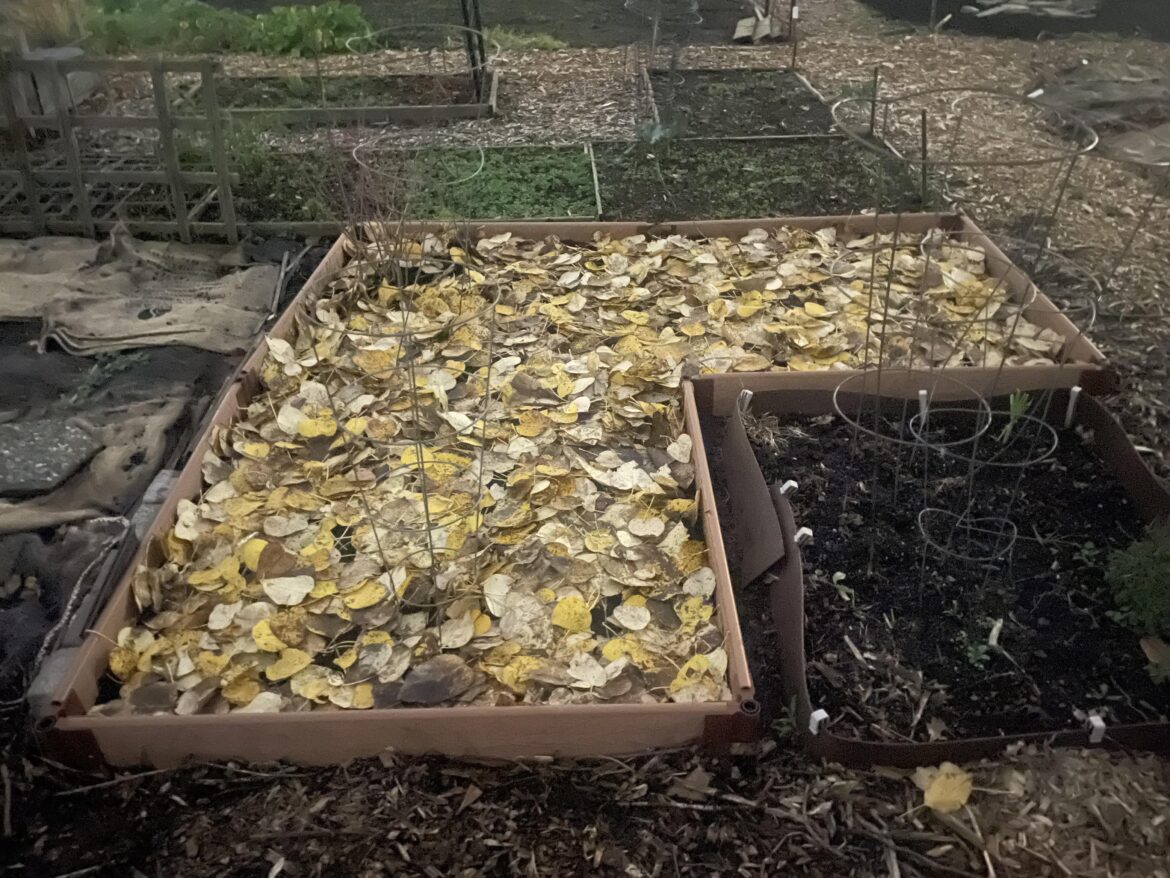 Will unshredded leaf mulch hurt my garden
