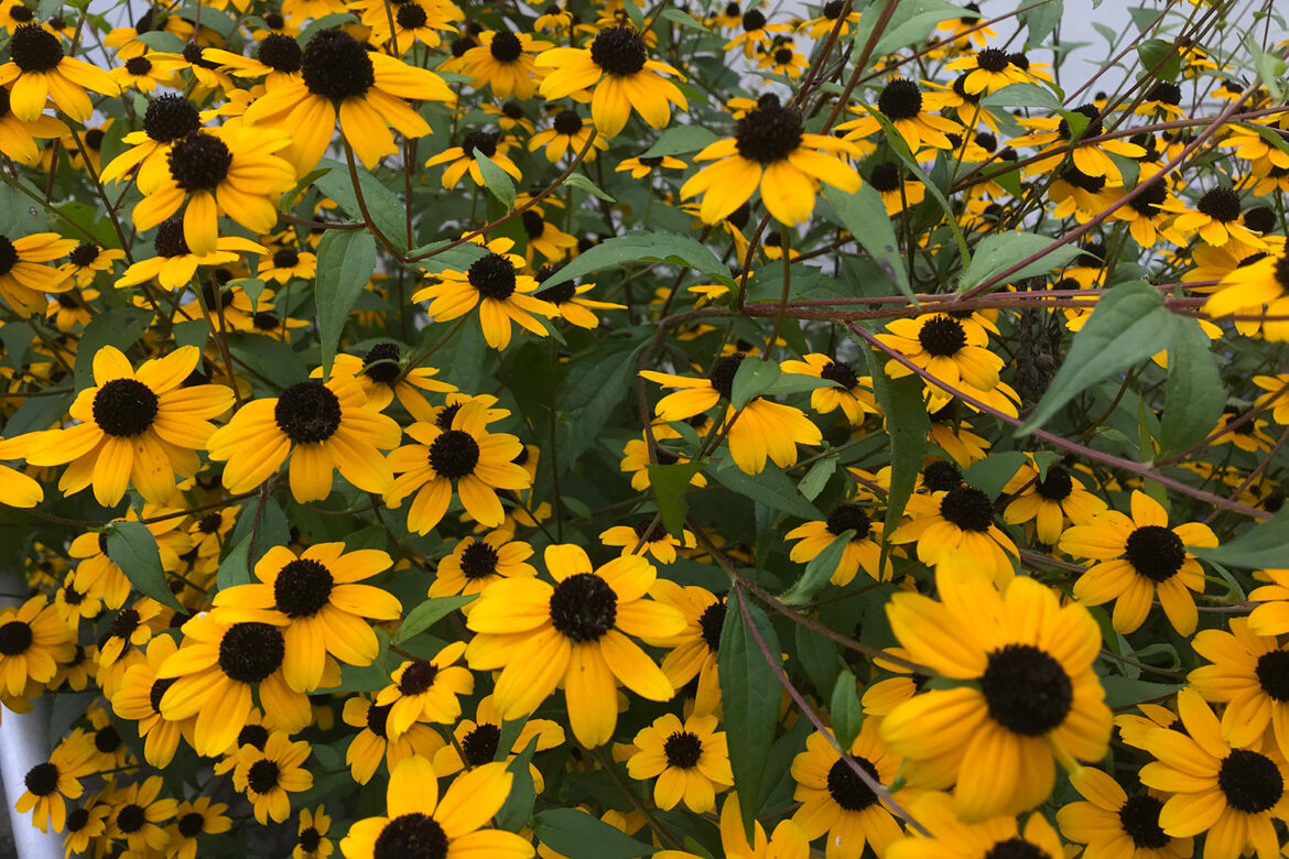 Master Gardeners to Teach How to Grow Native Flowers in Winter