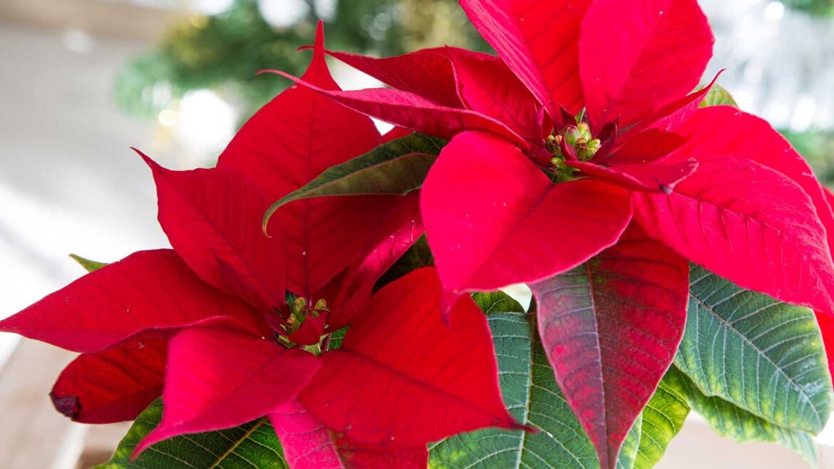 Where to Place a Poinsettia, According to Feng Shui close-up of red poinsettia indoors