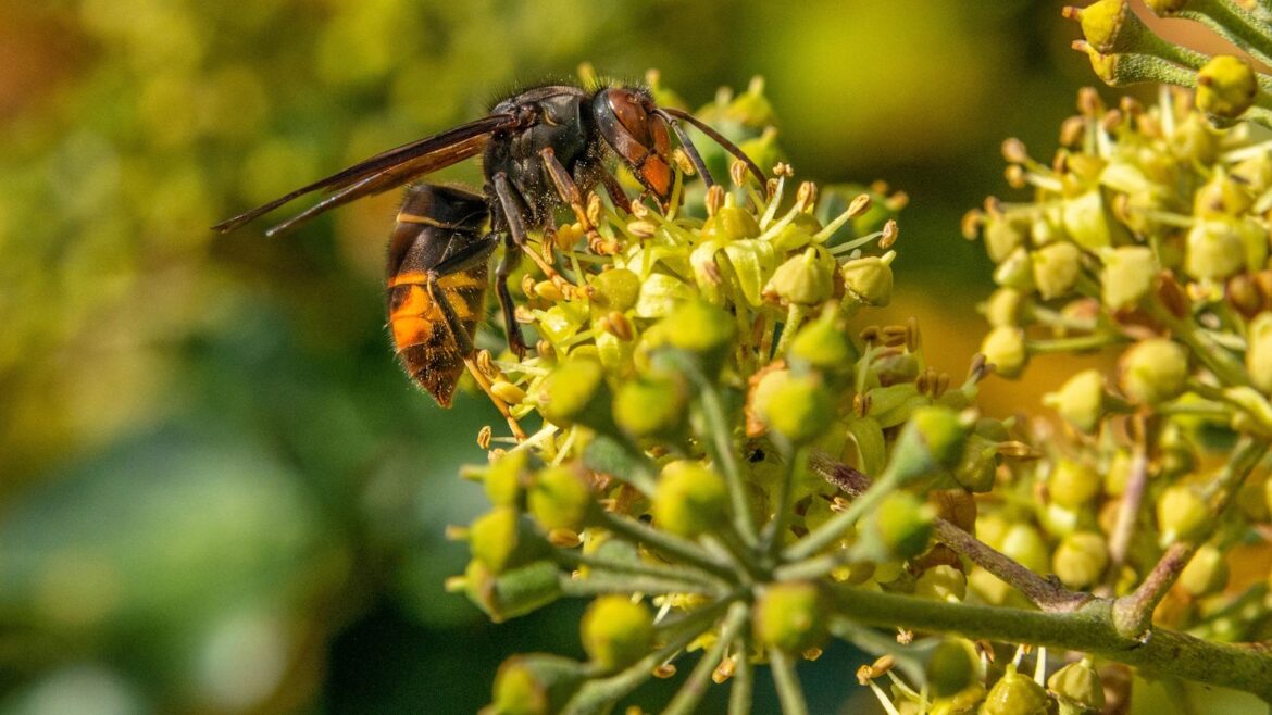 Invasive Yellow-Legged Hornets Spotted in York County Yellow-legged hornet on flower buds