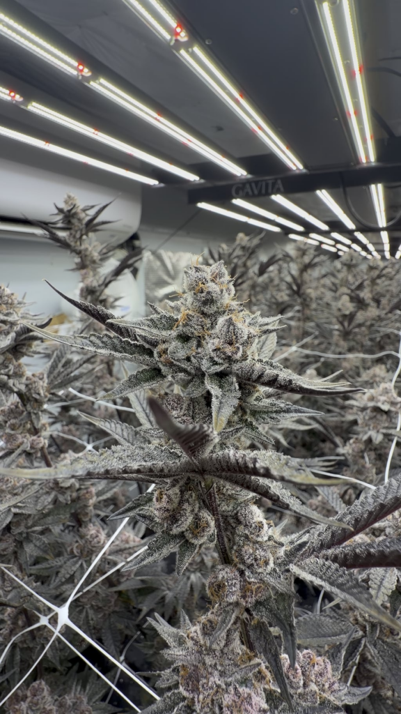 🌬️⛽️🔥🔥🔥🔥🔥