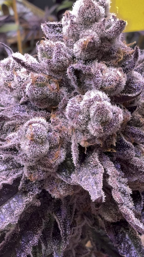 The permanent marker x end game # 3