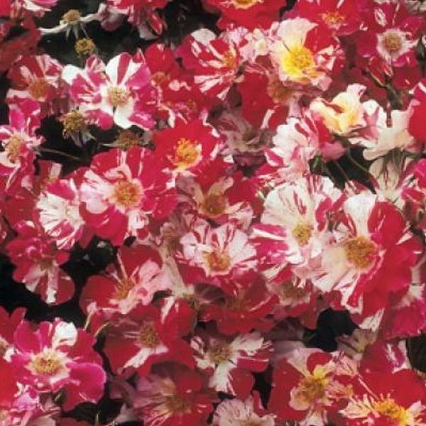 Fourth of July Climbing Rose - #2 Container