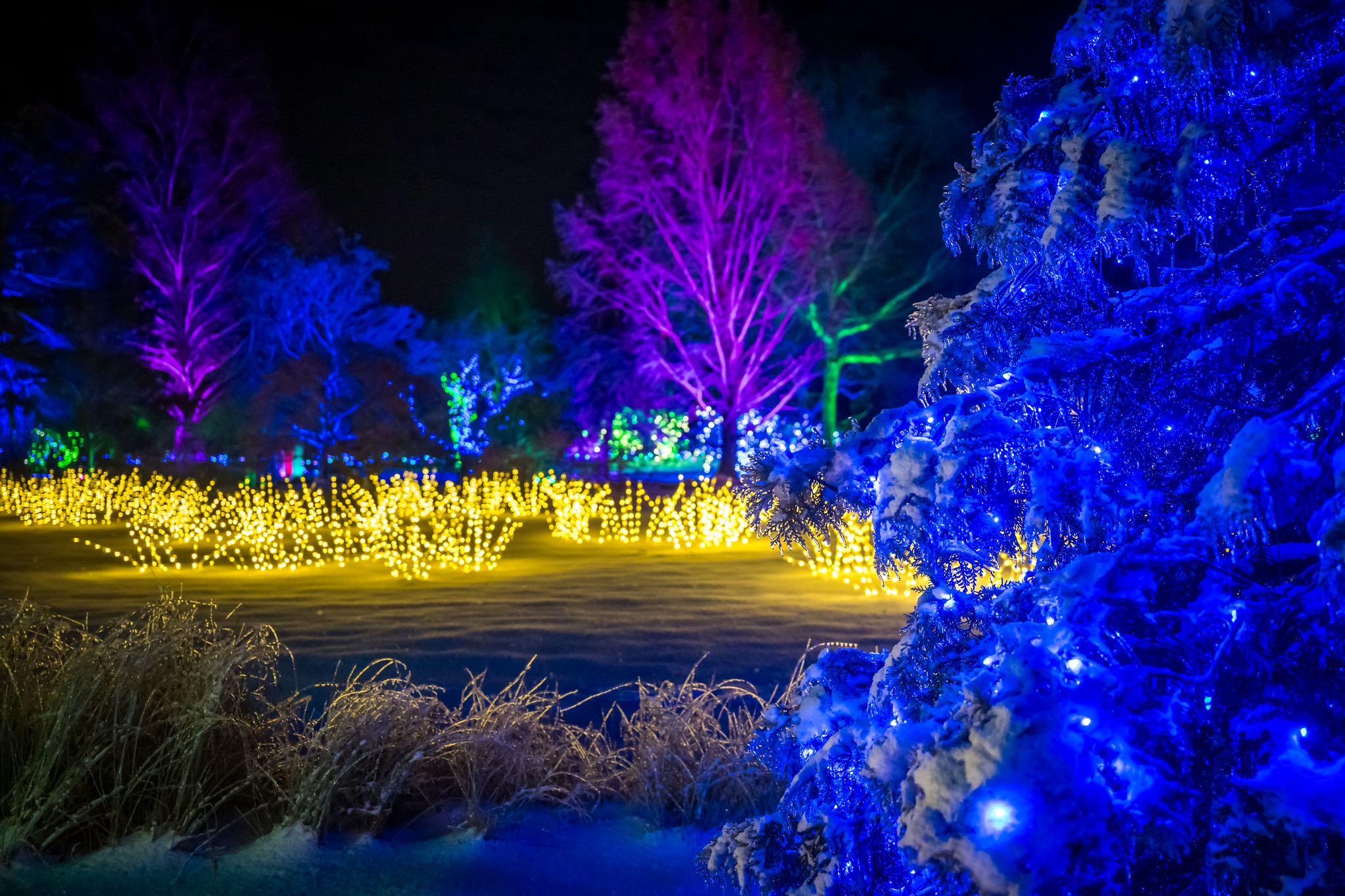 New England Botanic Garden at Tower Hill's 2025 "Night Lights" holiday lights display will illuminate Boylston daily through Jan. 4, 2026.