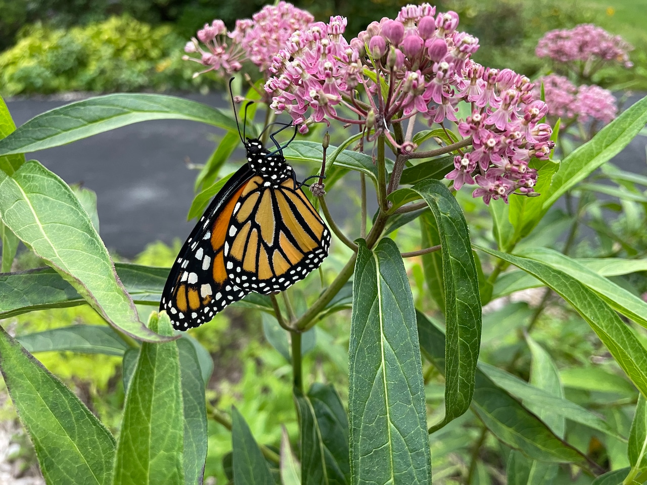 How to get a sign to tell the story of your native garden in Northeast Ohio