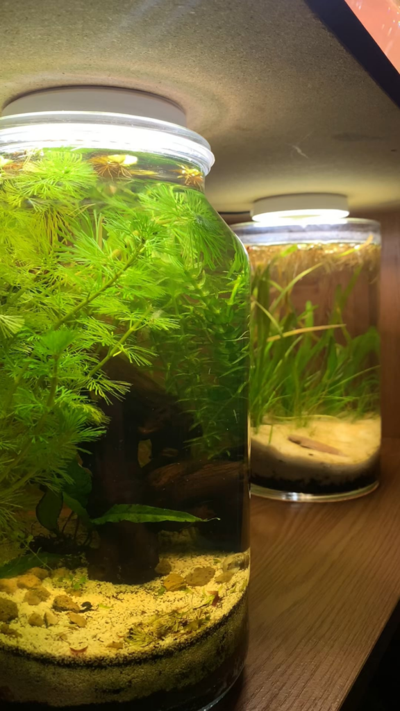 “Florida Springs” Jarrarium – Stocked with Orange Sunkist Neos (w/sound)