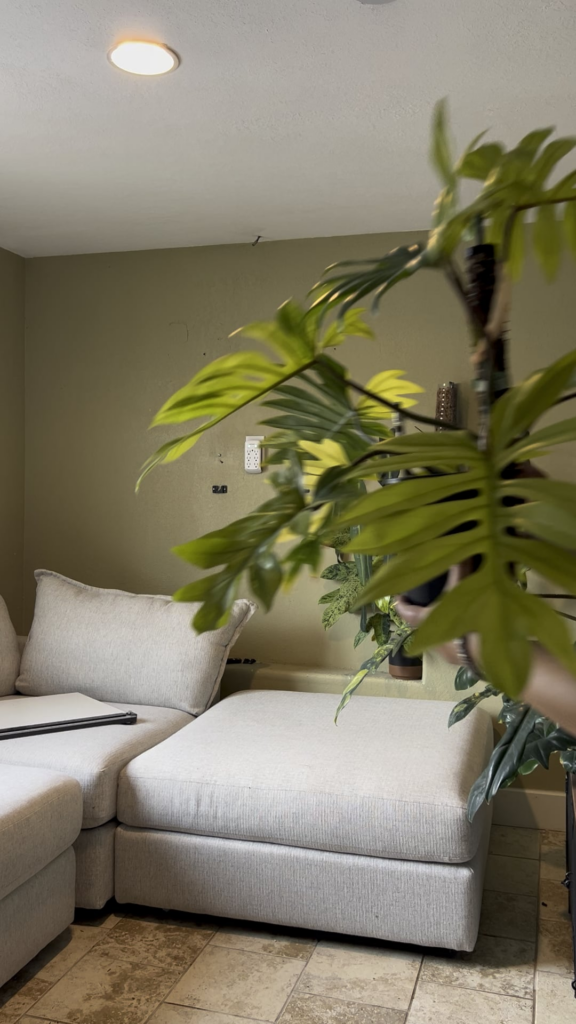 Philodendron Mayoii Variegated