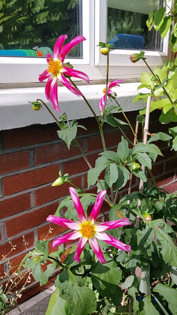 Tonka in a pot with hover flies