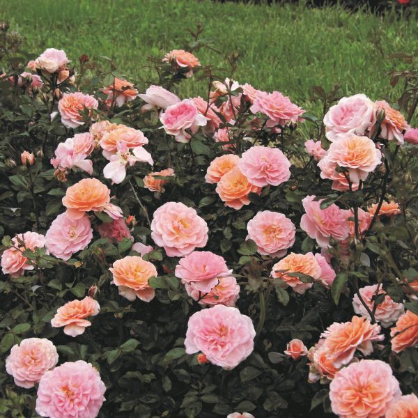 Apricot Drift&reg; Groundcover Rose - #1 Container