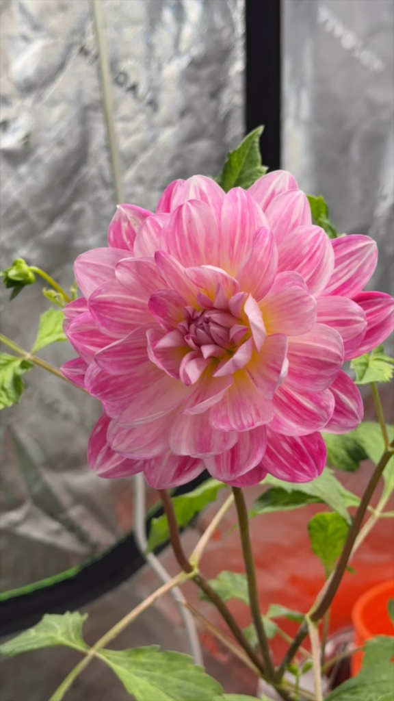 Kelgai Ann closing up in the late afternoon ✨💝🌸