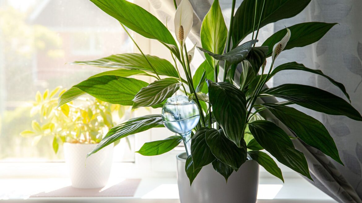 Your peace lily needs less water in the winter — here’s how to help it thrive Peace lily plant in a shaded corner