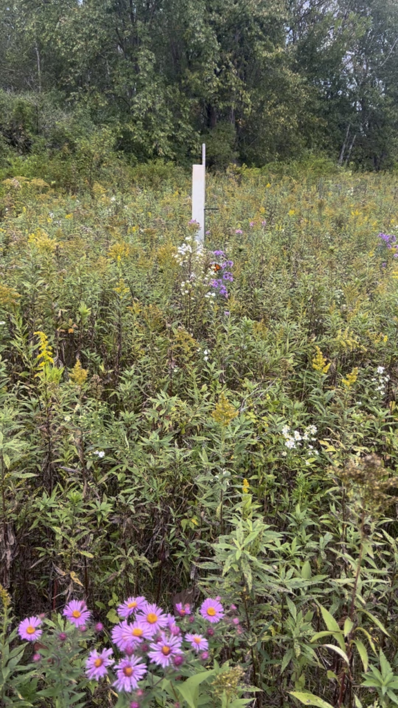 Oak Savanna restoration