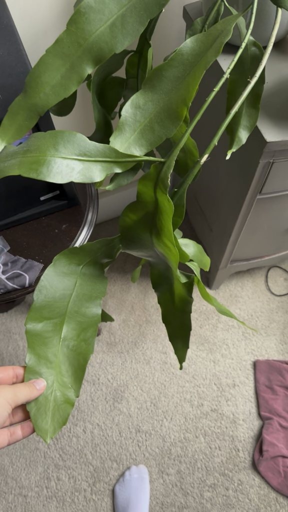 My bfs night blooming cereus shot out an insane new growth