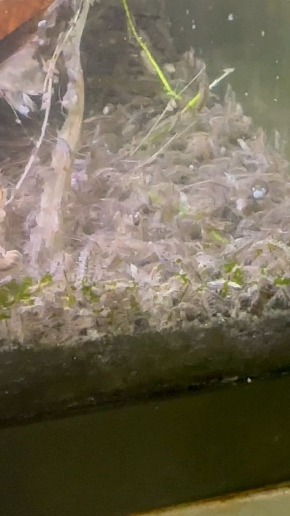 My army’s growing. I’ve seen these in some of yours