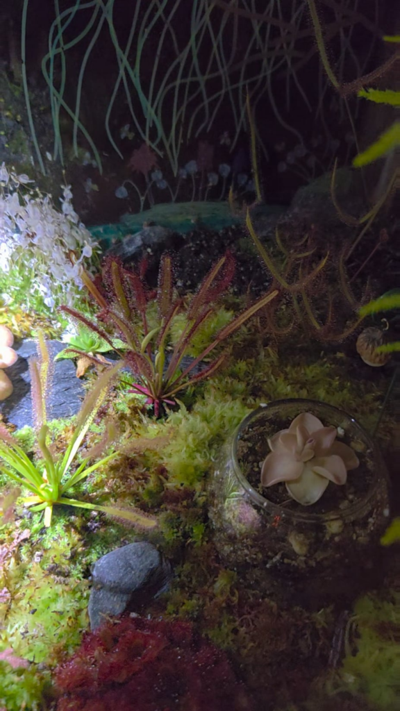 Donkey Kong Country.