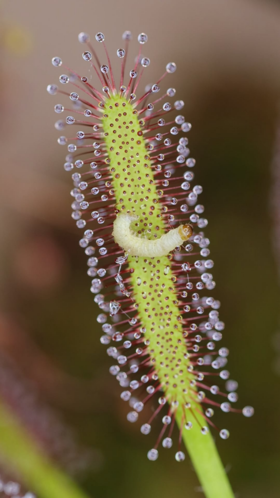 Cape Sundew eating a pantry moth larva that I pulled from a bag of rice